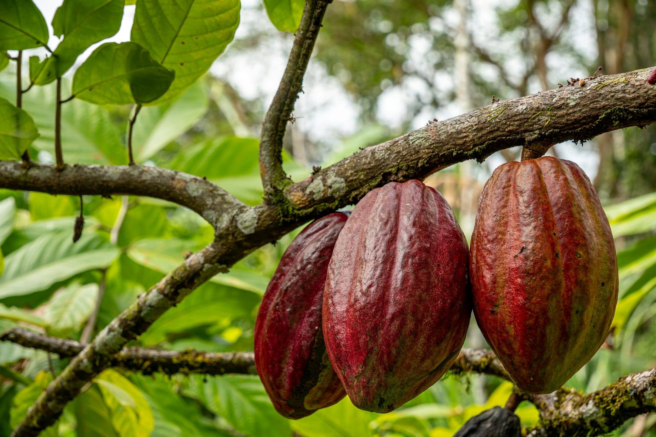 Mazorcas de cacao maduras en el árbol