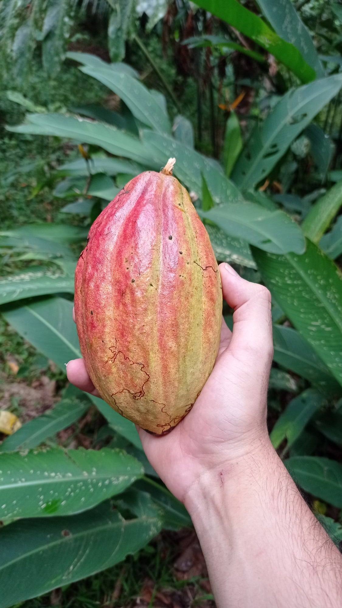 Una mazorca de cacao recién cortada en la mano, con hojas de selva detrás