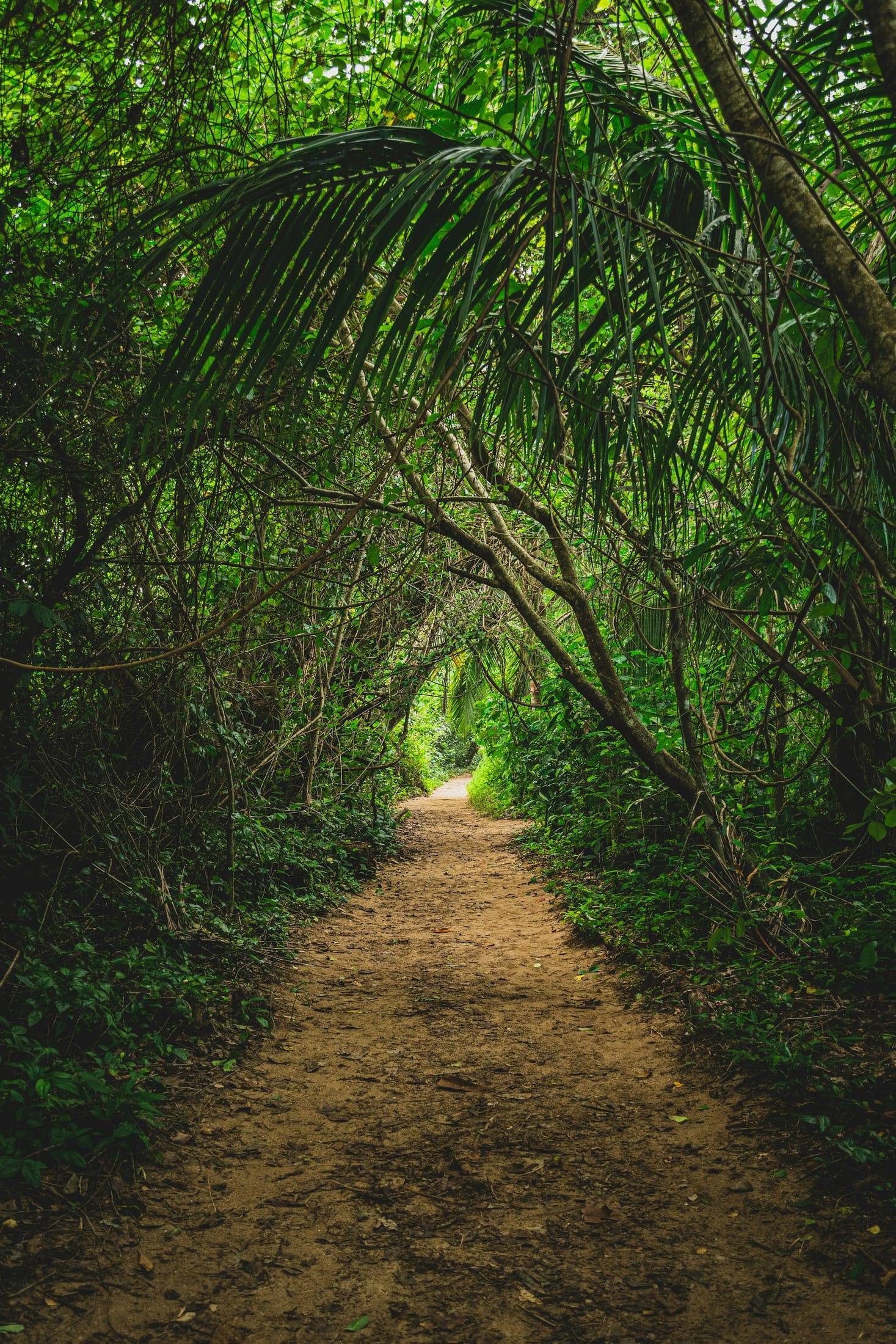 Sendero en la selva del Parque Nacional Cahuita