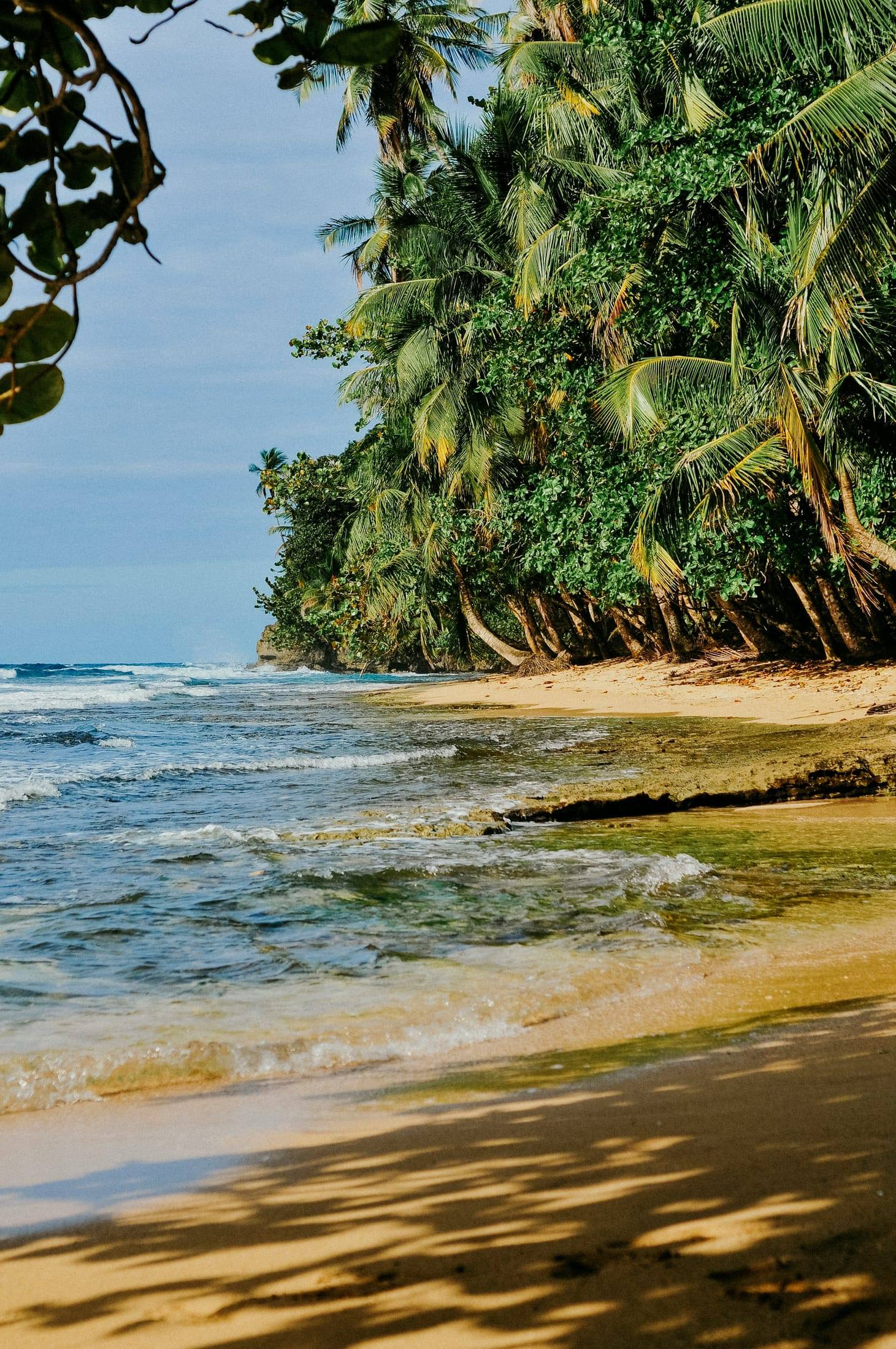 Palmeras sobre la playa en Manzanillo, Limón